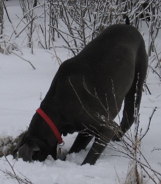 great dane digging